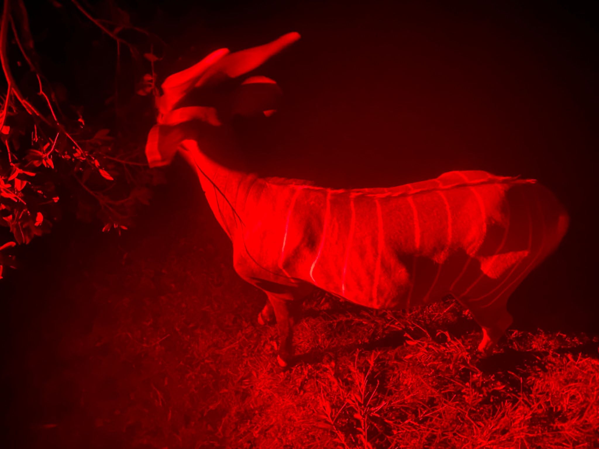 Dubbo Zoo 2025 Image -67de0484bf3ed